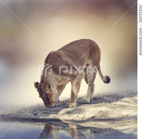 Female Lion Female Lion 16035842
