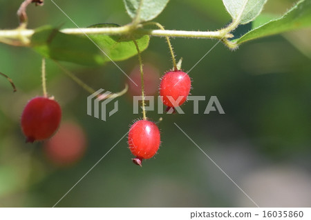 Fruit of a grasshopper Fruit of a grasshopper 16035860