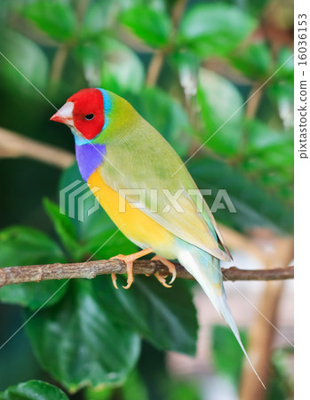 finches sitting on a branch in the forest 16036153