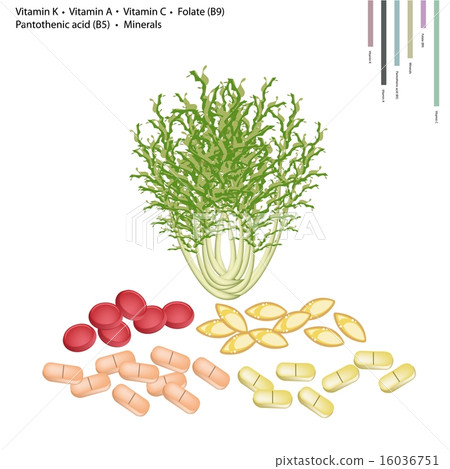 Green Chicory with Vitamin K, A, C and B 16036751