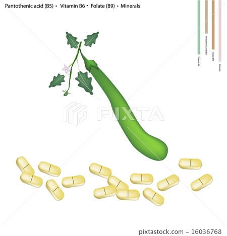 Long Green Eggplant with Vitamin B5, B6 and B9 16036768