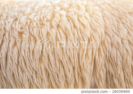 wool sheep 16036900