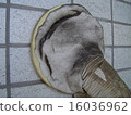 Dirt of hose of outdoor unit of air conditioner 16036962