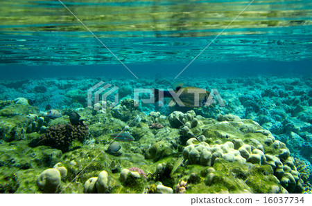 Coral reef 16037734