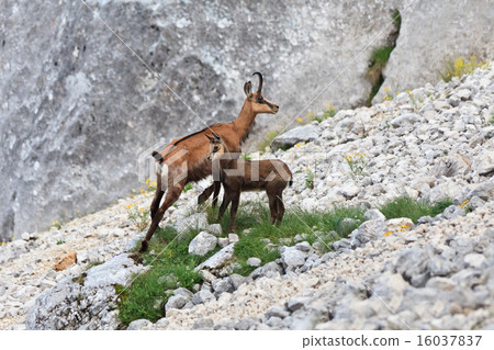 chamois (Rupicapra Carpatica) 16037837