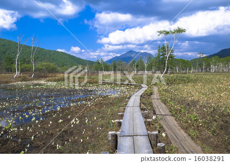 沿著通往Mtogadake的道路行駛 沿著通往Mtogadake的道路行駛 16038291