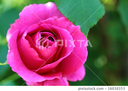 Barra d'Orsi·Rubra 16038353