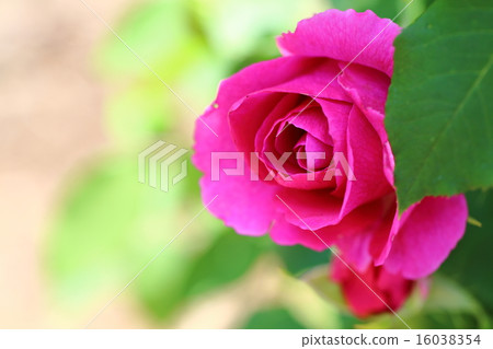 Barra d'Orsi·Rubra Barra d'Orsi·Rubra 16038354