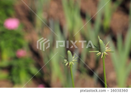 墨西哥帽花蕾 16038360