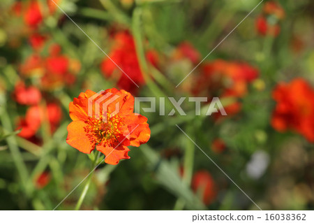 Geum flowers Geum flowers 16038362