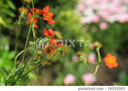 After gem flowers 16038363