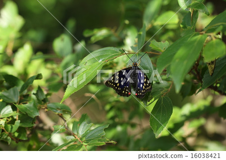 Charonda Charonda 16038421