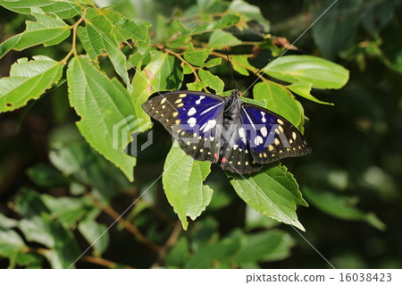 Charonda Charonda 16038423