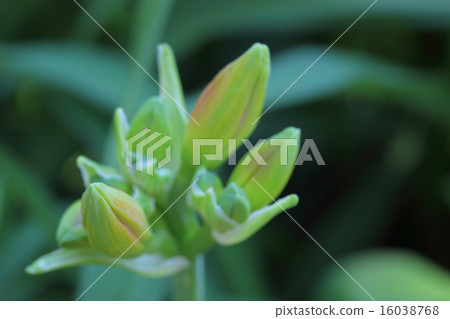 Hemerocharis的芽 Hemerocharis的芽 16038768