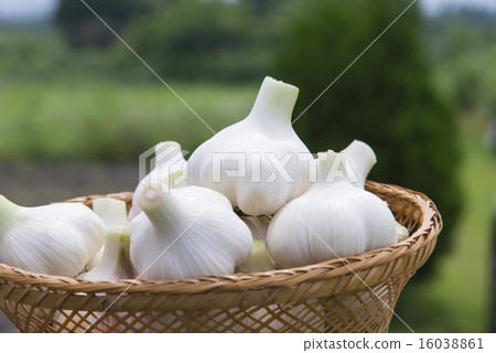 Harvest of garlic 16038861