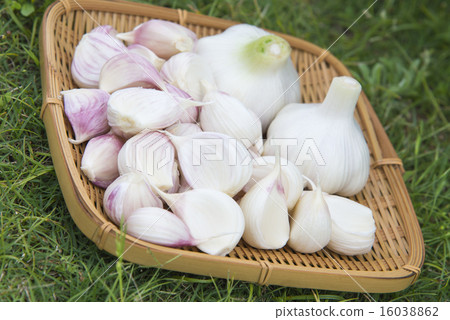 Harvest of garlic Harvest of garlic 16038862