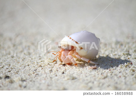 寄居蟹 寄居蟹 16038988