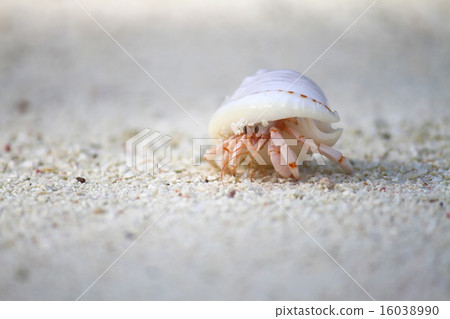 hermit crab 16038990