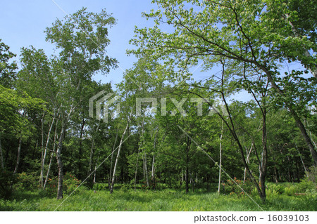 White birch forest in early summer 16039103