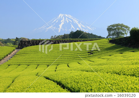 Mount Fuji and tea plantation Mount Fuji and tea plantation 16039120