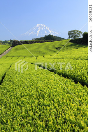 Mount Fuji and tea plantation 16039121