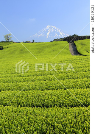 富士山和茶園 16039122