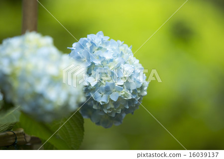 hydrangea hydrangea 16039137
