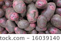 Andean red (potato) 16039140