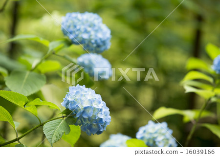 hydrangea   16039166
