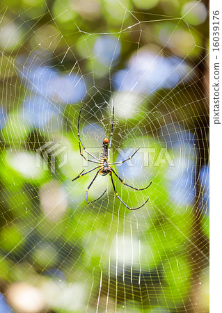 Golden silk orb-weaver 16039176
