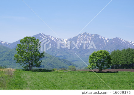 日高山和兩棵樹 日高山和兩棵樹 16039375