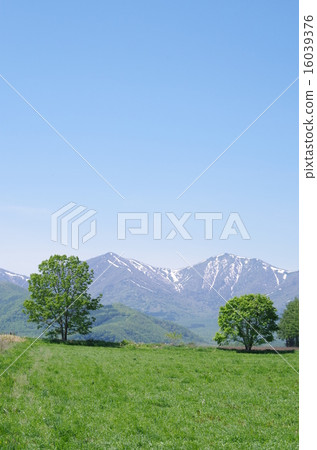 Hidaka Mountains and two trees 16039376