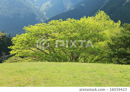 Lake Tanuki shrine of fresh green 16039423