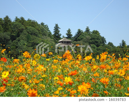 Flowers Flowers 16039783