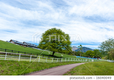 Makiba公園的山坡上的樹木 16040049