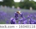 蜂蜜蜂和薰衣草 16040118