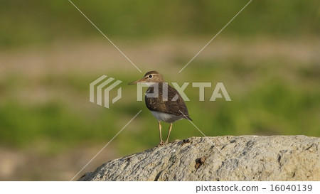 Isochigi Isochigi 16040139