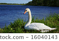 Cobb swans 16040143