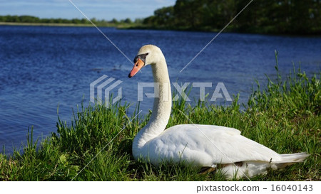 Cobb swans 16040143