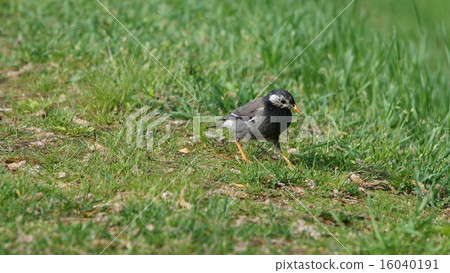 Mustard star 16040191