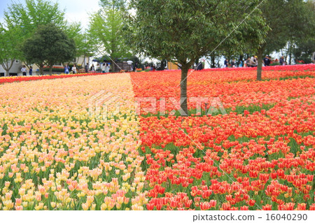 2015 Spring tulip part 7 16040290