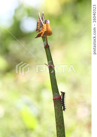 Caterpillar to eat leaf of Itadori 16040323
