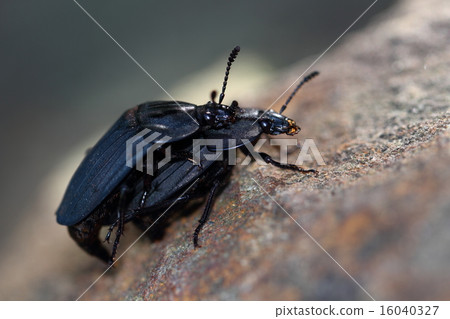 Oohiratadesidemushi biting and attacking the antennal antennae Oohiratadesidemushi biting and attacking the antennal antennae 16040327