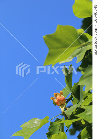 鬱金香花和藍天 16040349