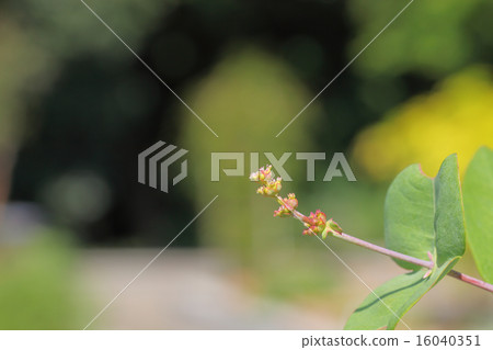 金銀花後 16040351