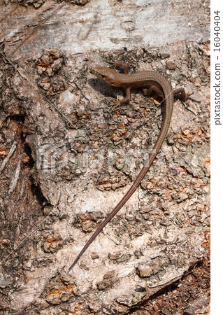 Cana蛇（日本蛇蝦） 16040404