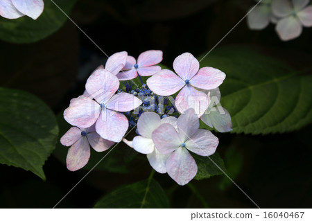 hydrangea hydrangea 16040467