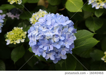 hydrangea   16040468