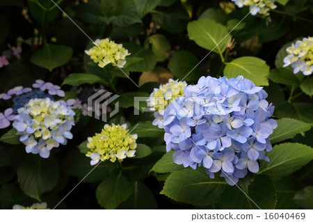 hydrangea   16040469