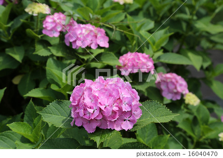 hydrangea   16040470
